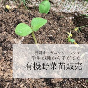 野菜苗